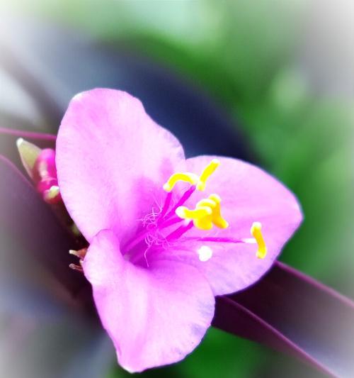 紫竹梅花语（探寻紫竹梅花的意义及其在传统文化中的地位）