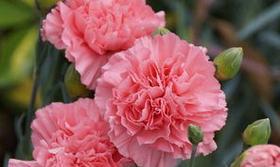 白色康乃馨的花语——纯洁和爱的象征（白色康乃馨）