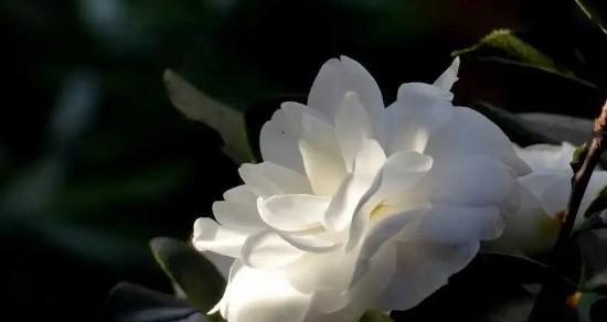 白山茶的花语与美好寓意（探索白山茶花语）