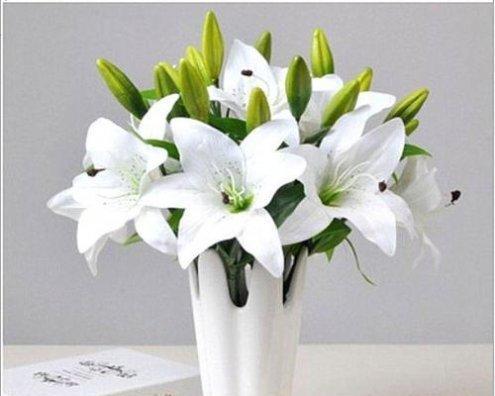 百合大全花语解读（探寻百合的花语之美）