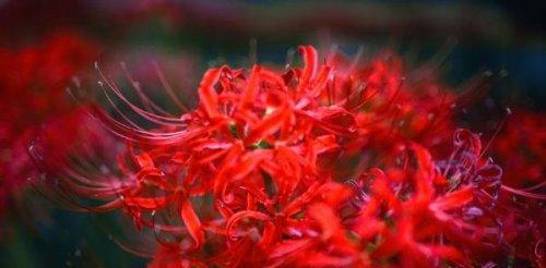 以彼岸花的花语(盛开在生死之间的花朵的诠释)