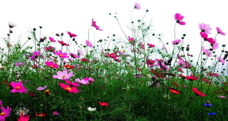 波斯菊花语之美——用花语传递心意（波斯菊花语与深情祝福的秘密）