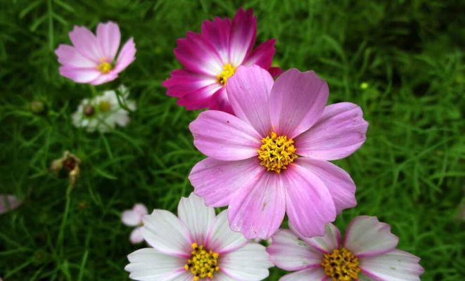 波斯菊花语之美——用花语传递心意(波斯菊花语与深情祝福的秘密)