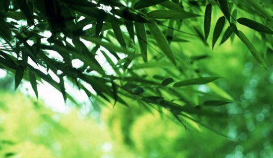翠竹的象征意义及其神秘力量（揭开翠竹的深层寓意——探索翠竹的象征意义和神秘力量）