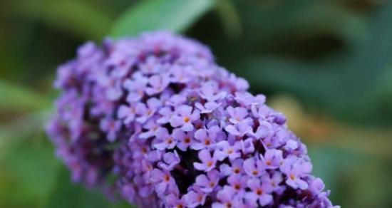 丁香花的花语及象征意义（探寻丁香花的含义与传说）