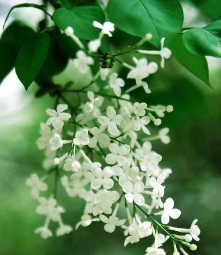 丁香花的花语及象征意义（探寻丁香花的含义与传说）