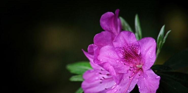 杜鹃花的花语与美丽之谜（探寻杜鹃花背后的深层寓意）