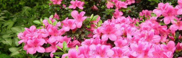 杜鹃花的花语与美丽之谜（探寻杜鹃花背后的深层寓意）