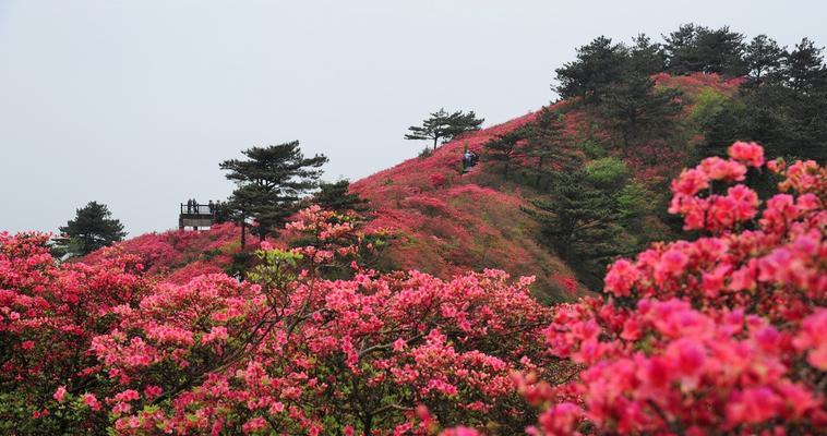 杜鹃花（探寻杜鹃花的特点和象征意义）