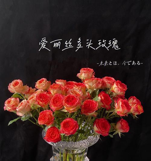 多头玫瑰的花语及其深刻寓意（多头玫瑰盛放）