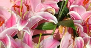 粉色百合的花语——爱与守护（花开纯洁之美）