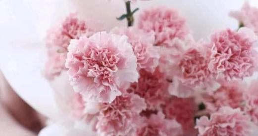 粉色康乃馨的花语之浪漫与温馨（康乃馨的花语以及其在浪漫和温馨方面的象征意义）