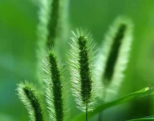 狗尾草的花语之美——表达忠诚与勇气的使者（以狗尾草的花语感受真挚情感与坚定品质）