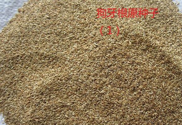 解析狗牙根包衣的意义和作用（探究狗牙根包衣在植物生长中的重要性）