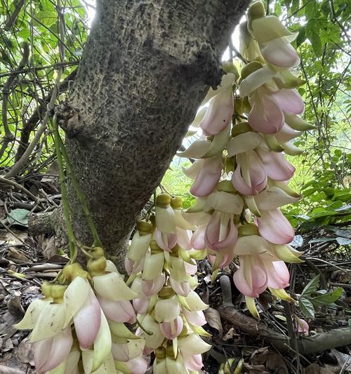 禾雀花之美（探寻禾雀花的花语和象征意义）