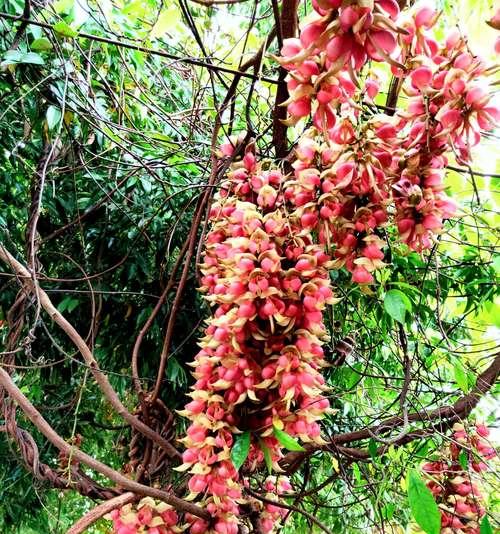 禾雀花之美（探寻禾雀花的花语和象征意义）