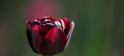 黑色郁金香的花语（揭开黑色郁金香的神秘面纱）