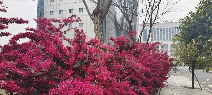 红花继木——寓意生生不息的力量（以红花继木的寓意探索生命的坚韧与希望）