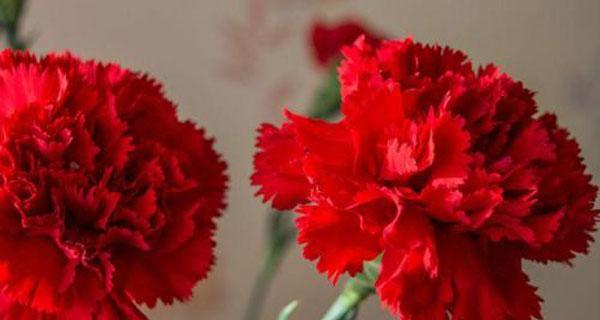 红色康乃馨的花语-爱与热情的象征（红色康乃馨）