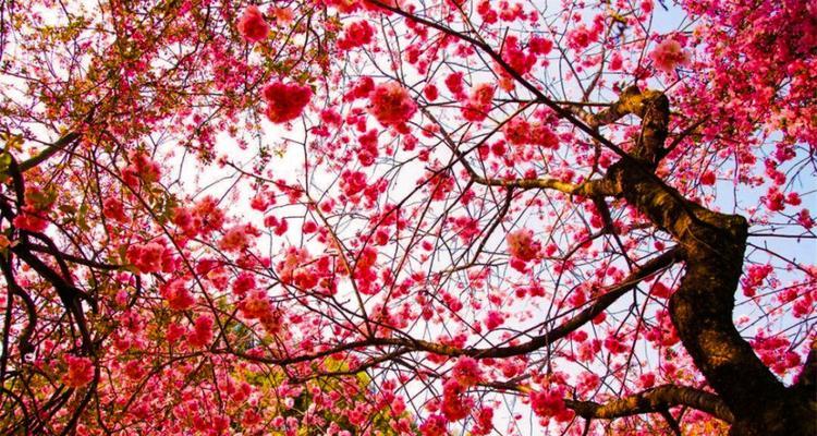 红叶樱花的花语与美丽传说（红叶樱花的含义与历史文化背景）
