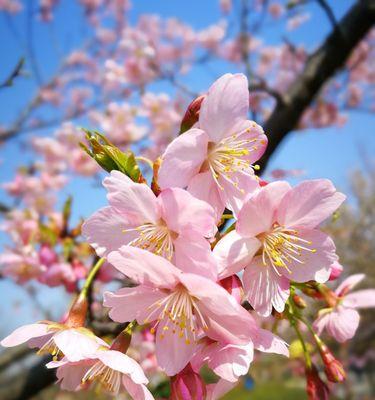 红叶樱花的花语与美丽传说（红叶樱花的含义与历史文化背景）