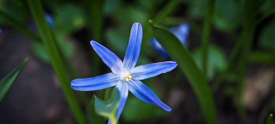 花环菊的花语（以花环菊的花语为窗口）