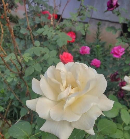 黄色月季花语（以黄色月季花为纽带）