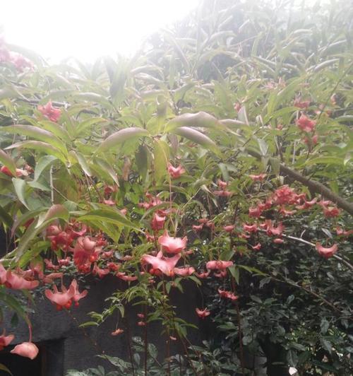 金丝吊蝴蝶花语解析——飞舞的希望（探索金丝吊蝴蝶的意义与象征）
