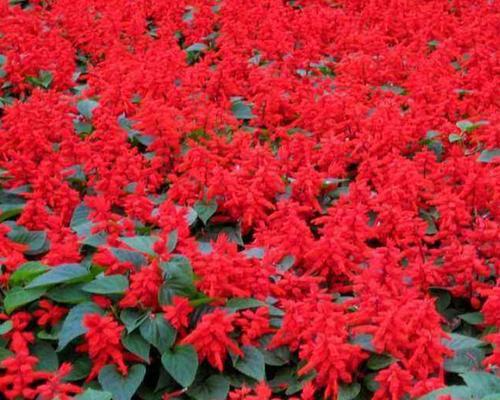 一串红花期在几月份（关于一串红花期简介）