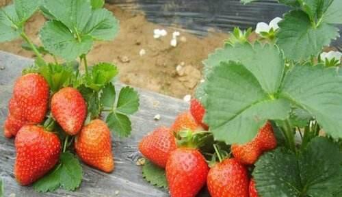 草莓种植时间和方法（详解草莓种植技术）