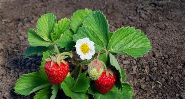 草莓种植时间和方法（详解草莓种植技术）