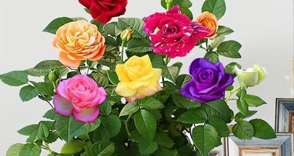 月季花品种大全（探索月季花的世界）