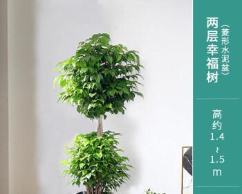 幸福树的养殖方法（打造幸福花园）