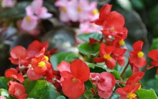 海棠花的种植方法及养护（打造美丽花园的秘籍）