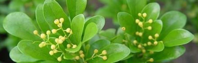 米兰花掉叶子怎么救（详解落叶的解决方法）
