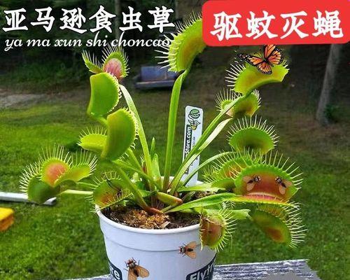 驱蚊草怎么养殖（驱蚊草的种植方法和时间）