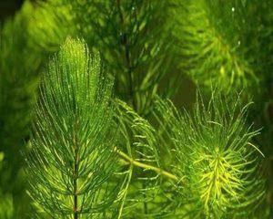 金鱼藻种植方法（打造清新水景）