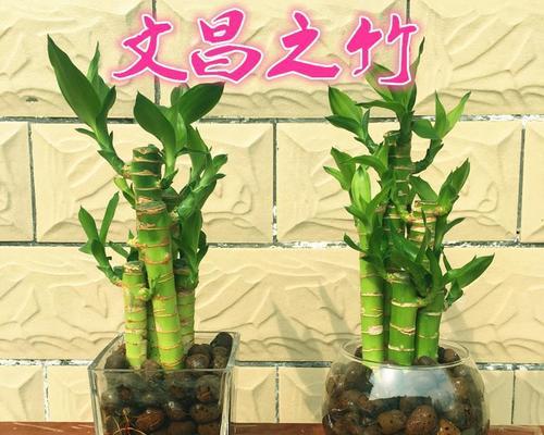 带根的富贵竹怎么水养（水养富贵竹生根技巧）