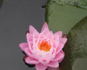 水莲花怎么养才开花（水培莲花的养殖方法）