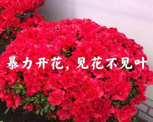 杜鹃花修剪方法图解（了解杜鹃花的养护技巧）