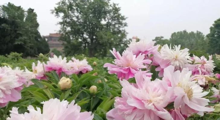 芍药花期多长时间（有关芍药的养护知识）