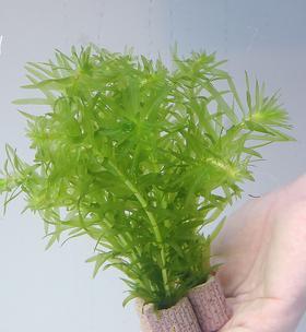 金鱼藻水草好养吗（金鱼藻的养殖方法讲解）