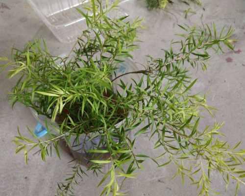 柳树开花吗什么时候开花（有关柳树的花期时间）