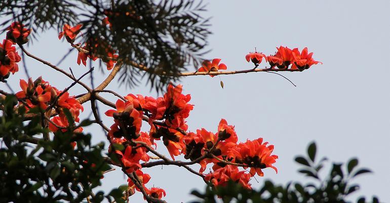 木棉花长什么样子（关于木棉花图片）