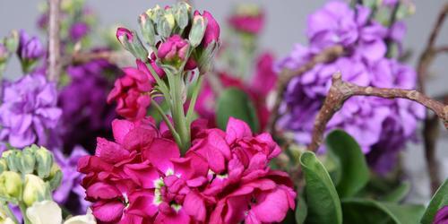 紫罗兰花有几种品种（紫罗兰品种大全）