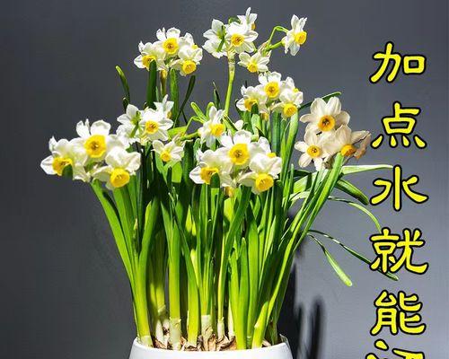 水仙花怎么水培种植（水仙花水培的养殖技巧）