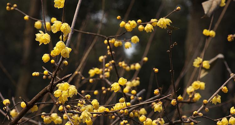 腊梅花什么时候开(关于腊梅花的花期简介)