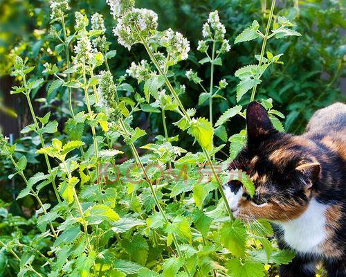 猫草是什么植物的种子（关于猫的正确种植方法）