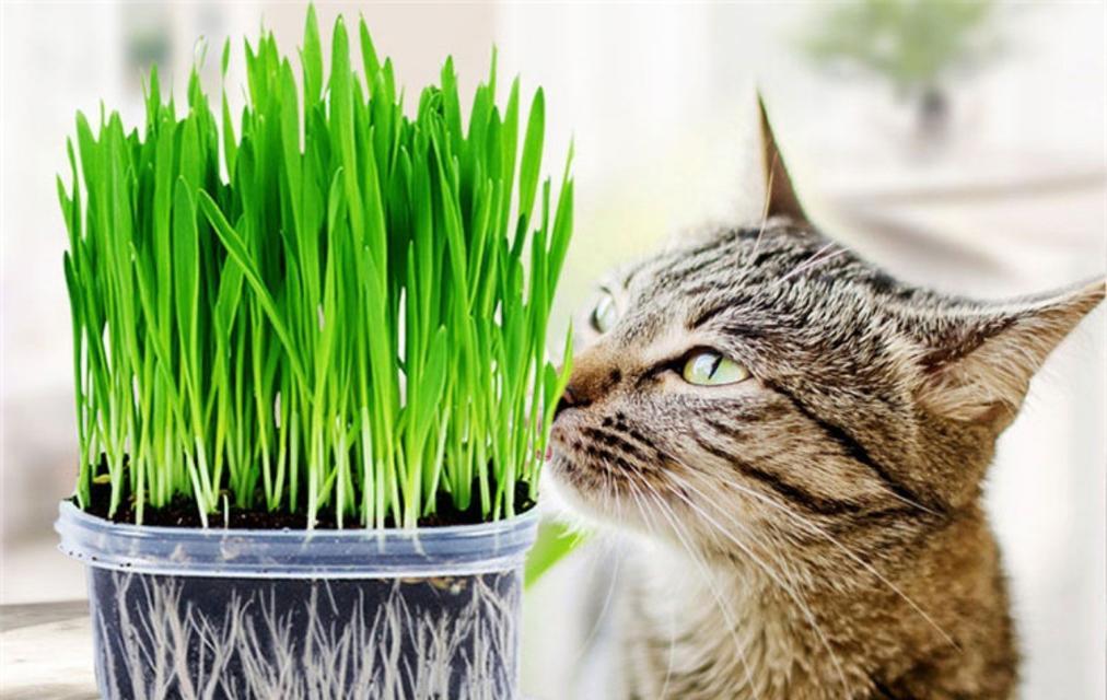 猫草是什么植物的种子（关于猫的正确种植方法）