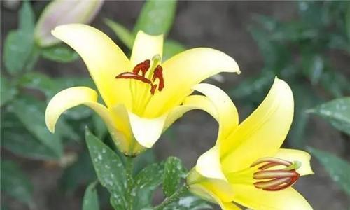 百合花如何种植方法（百合花种植时间和方法）